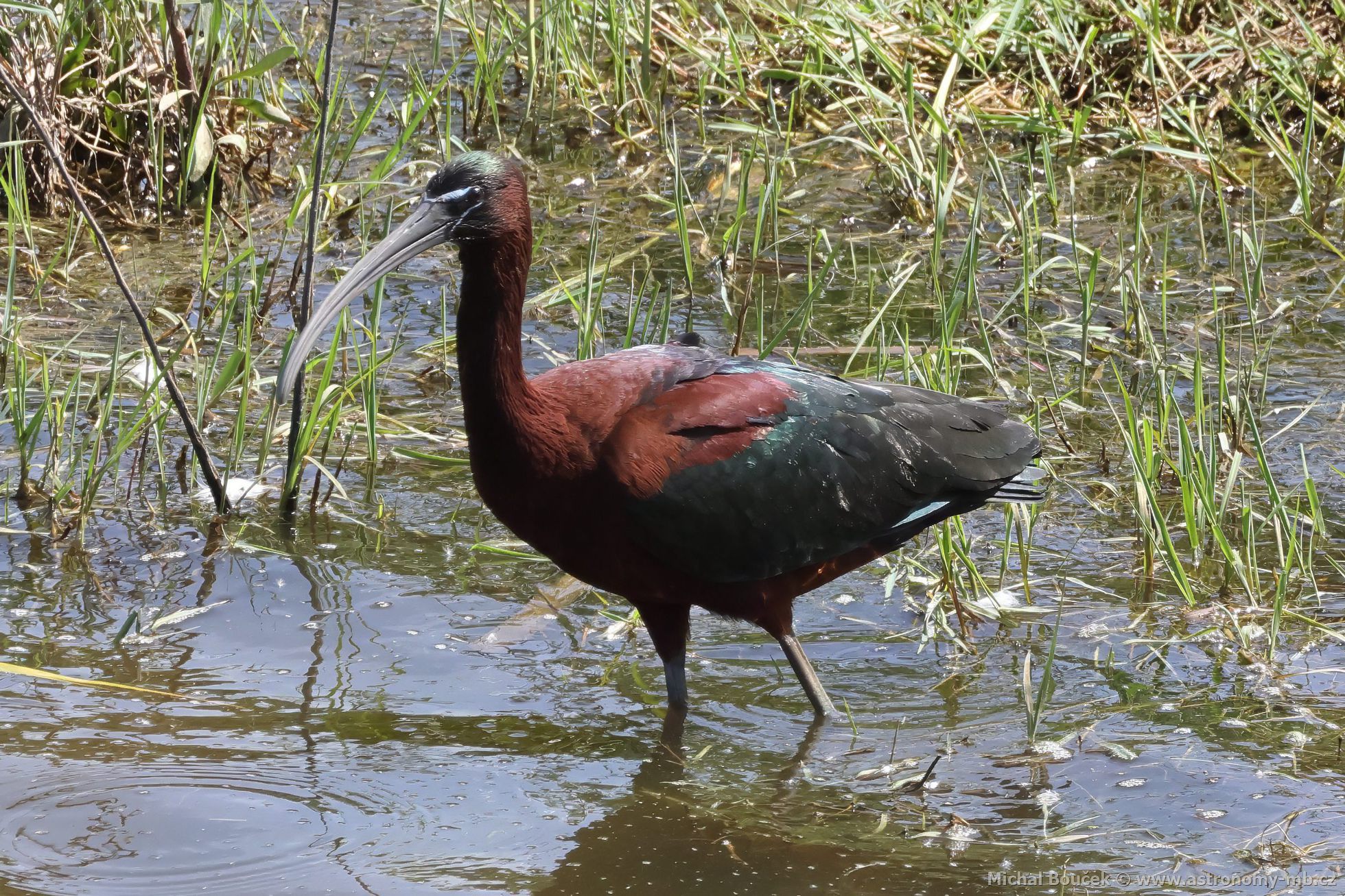 Ibis hnědý (Plegadis falcinellus) Ibis hnědý (Plegadis falcinellus)