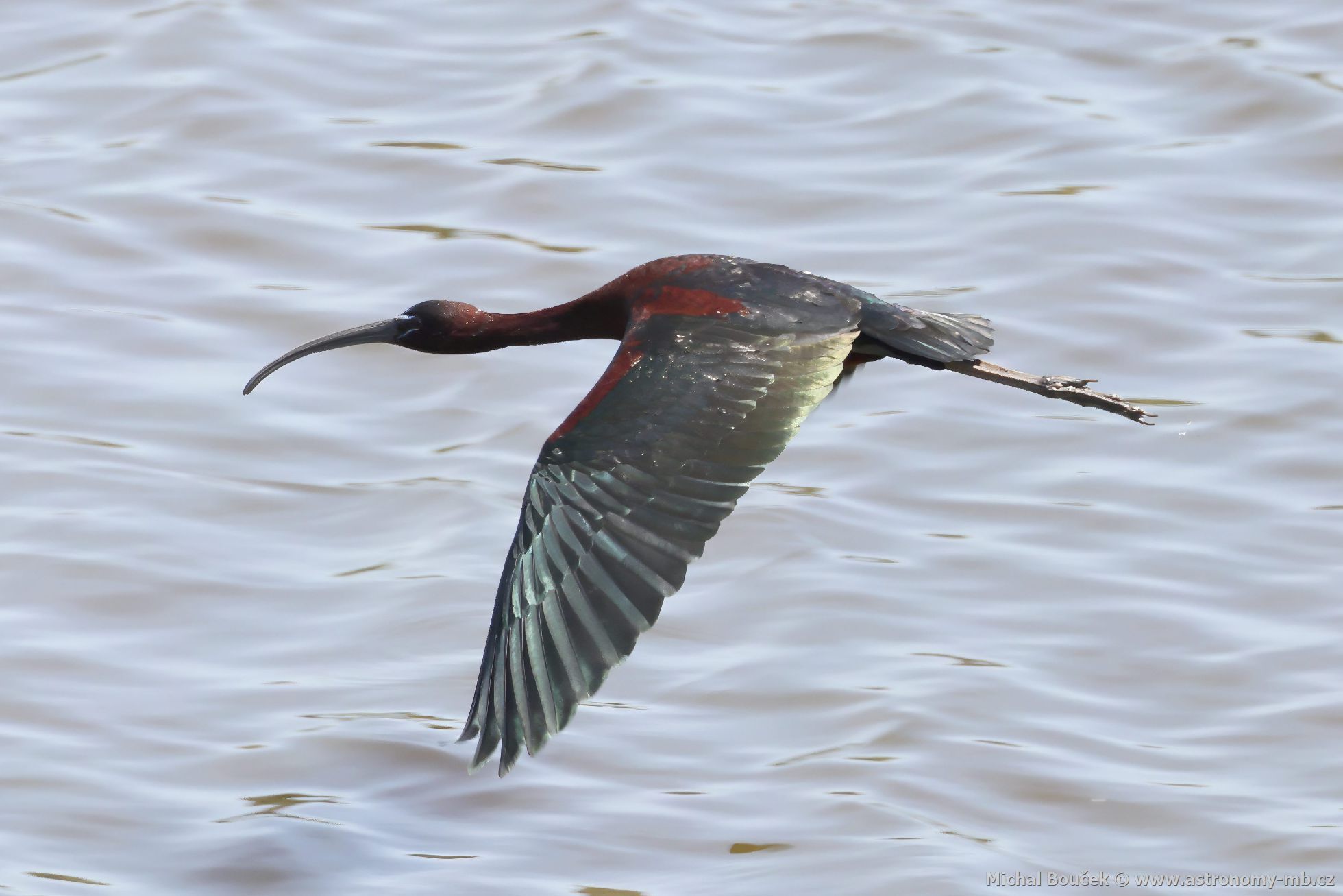 Ibis hnědý (Plegadis falcinellus) Ibis hnědý (Plegadis falcinellus)