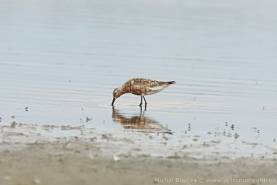 Jesp&aacute;k k�ivozob&yacute; (Calidris ferruginea)