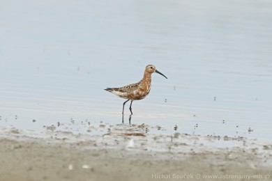Jesp&aacute;k k�ivozob&yacute; (Calidris ferruginea)