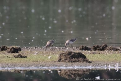 Jesp&aacute;k k�ivozob&yacute; (Calidris ferruginea)