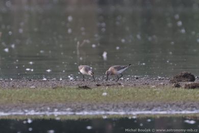Jesp&aacute;k k�ivozob&yacute; (Calidris ferruginea)