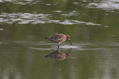 Jesp&aacute;k k�ivozob&yacute; (Calidris ferruginea)