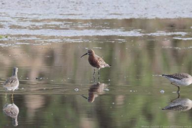 Jesp&aacute;k k�ivozob&yacute; (Calidris ferruginea)