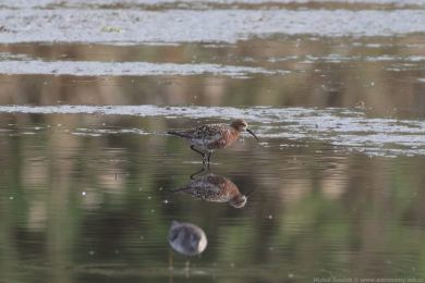 Jesp&aacute;k k�ivozob&yacute; (Calidris ferruginea)