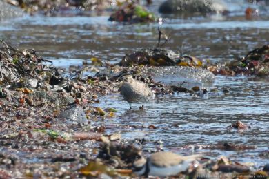 Jesp&aacute;k mo�sk&yacute; (Calidris maritima)