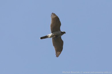 Jest�&aacute;b lesn&iacute; (Accipiter gentilis)