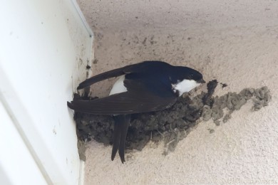 Jiika obecná (Delichon urbica)