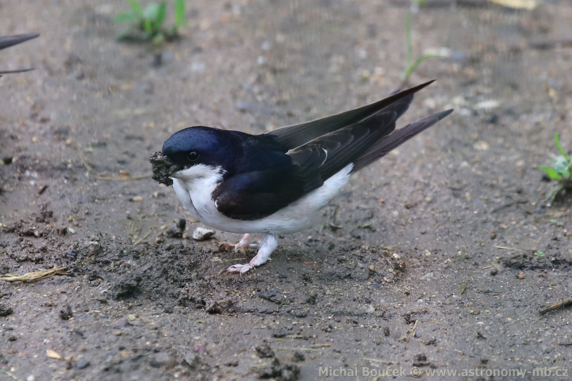 Jiika obecná (Delichon urbica)