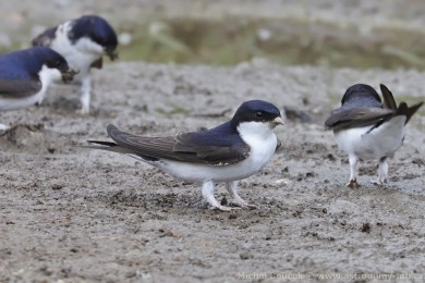Jiika obecná (Delichon urbica)