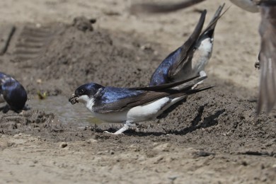 Jiika obecná (Delichon urbica)
