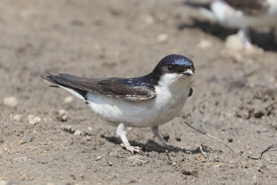 Jiika obecná (Delichon urbica)