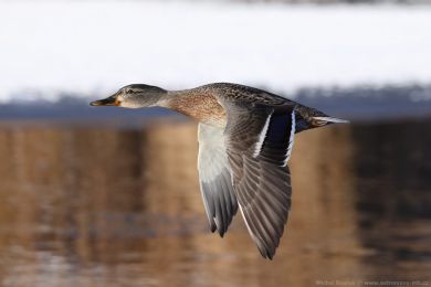Kachna divok&aacute; (Anas platyrhynchos)