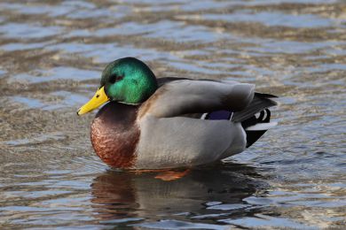 Kachna divok&aacute; (Anas platyrhynchos)