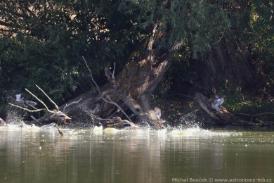 Kachnika hívnatá (Chenonetta jubata)