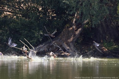 Kachnika hívnatá (Chenonetta jubata)