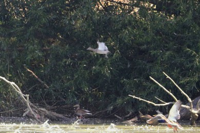 Kachnika hívnatá (Chenonetta jubata)