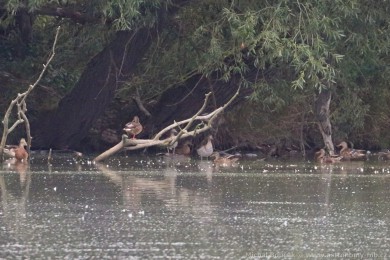 Kachnika hívnatá (Chenonetta jubata)