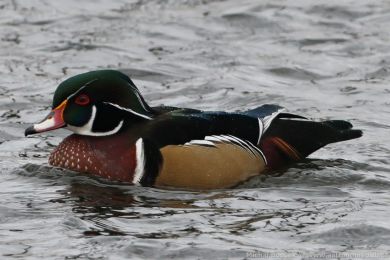 Kachni�ka karol&iacute;nsk&aacute; (Aix sponsa)