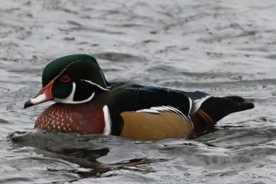 Kachni�ka karol&iacute;nsk&aacute; (Aix sponsa)