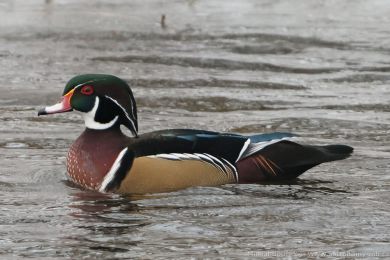 Kachni�ka karol&iacute;nsk&aacute; (Aix sponsa)