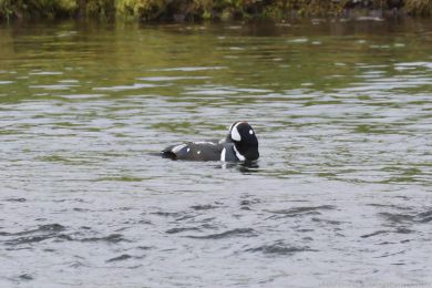 Ka�ka strakat&aacute; (Histrionicus histrionicus)