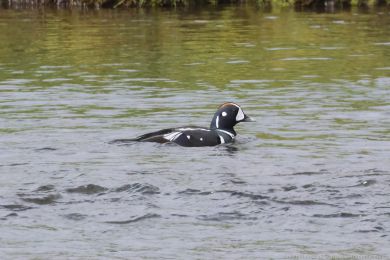 Ka�ka strakat&aacute; (Histrionicus histrionicus)