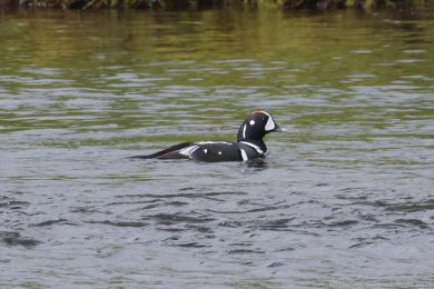 Ka�ka strakat&aacute; (Histrionicus histrionicus)