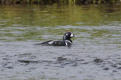 Ka�ka strakat&aacute; (Histrionicus histrionicus)