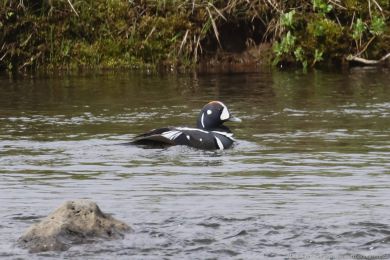 Ka�ka strakat&aacute; (Histrionicus histrionicus)