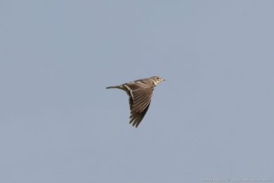 Kalandra zpvná (Melanocorypha calandra)