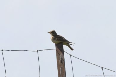 Kalandra zpvná (Melanocorypha calandra)