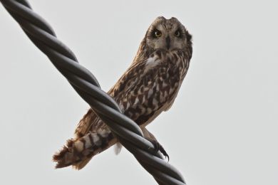 Kalous pustovka (Asio flammeus) Kalous pustovka (Asio flammeus)