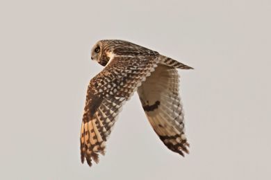 Kalous pustovka (Asio flammeus) Kalous pustovka (Asio flammeus)