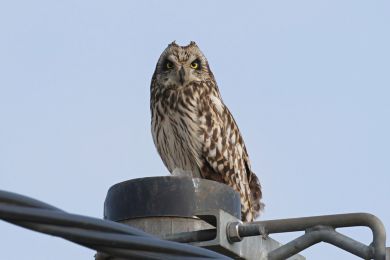 Kalous pustovka (Asio flammeus) Kalous pustovka (Asio flammeus)