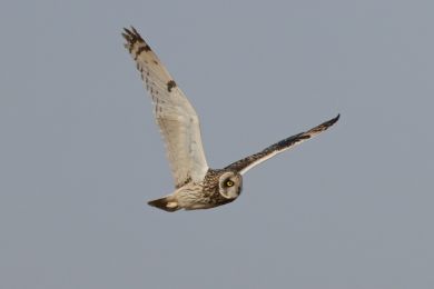 Kalous pustovka (Asio flammeus) Kalous pustovka (Asio flammeus)