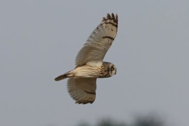 Kalous pustovka (Asio flammeus) Kalous pustovka (Asio flammeus)