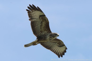 K&aacute;n� lesn&iacute; (Buteo buteo)