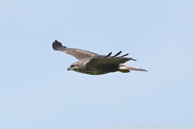 K&aacute;n� lesn&iacute; (Buteo buteo)