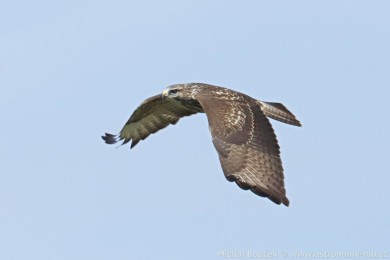 K&aacute;n� lesn&iacute; (Buteo buteo)