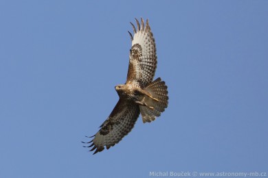 K&aacute;n� lesn&iacute; (Buteo buteo)