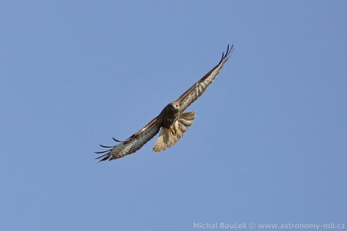 K&aacute;n� lesn&iacute; (Buteo buteo)