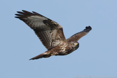 K&aacute;n� lesn&iacute; (Buteo buteo)