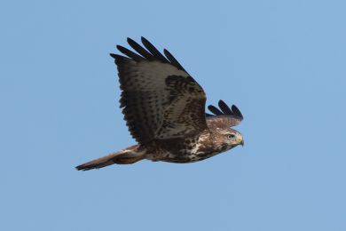 K&aacute;n� lesn&iacute; (Buteo buteo)