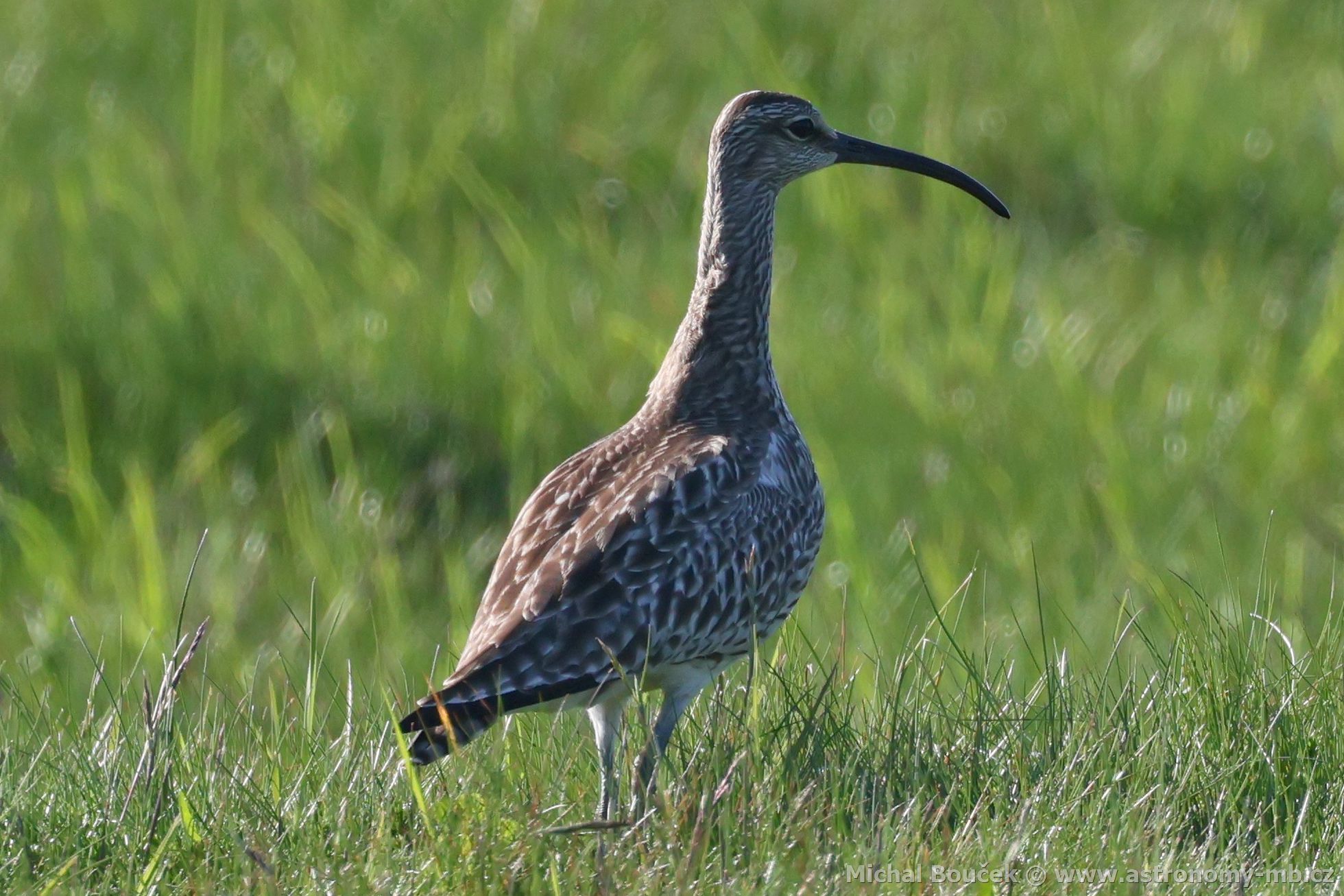 Koliha malá (Numenius phaeopus)