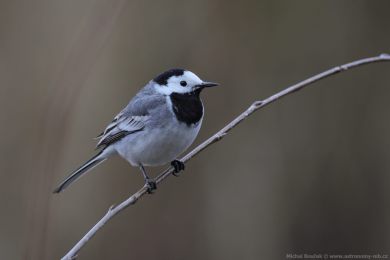 Konipas b&iacute;l&yacute; (Motacilla alba)