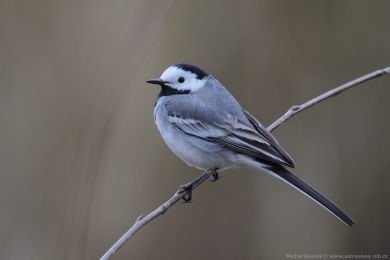 Konipas b&iacute;l&yacute; (Motacilla alba)