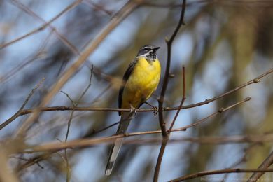 Konipas horsk&yacute; (Motacilla cinerea)