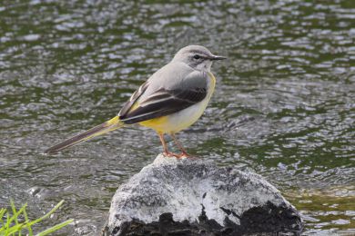 Konipas horsk&yacute; (Motacilla cinerea)