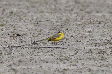 Konipas lu�n&iacute; (Motacilla flava)